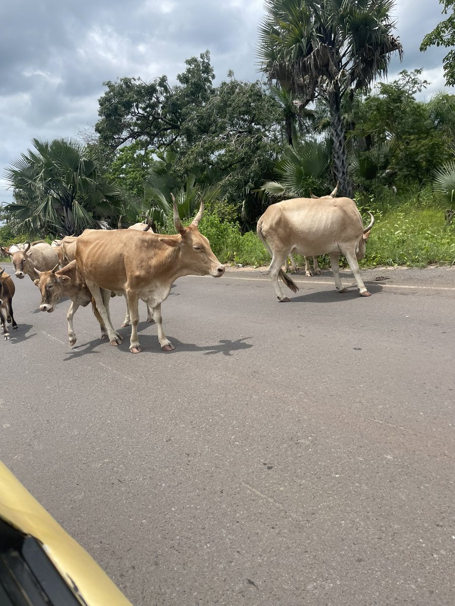 Yaya Kambi (@ykambi98264) on Twitter photo 