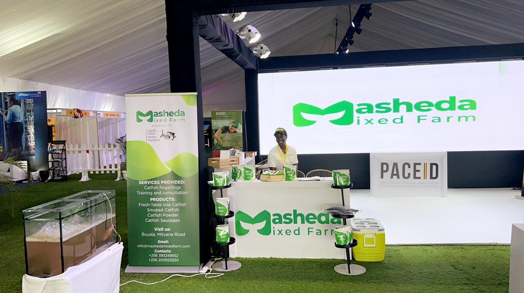 eddykenzoficial's tweet photo. 📣 Exciting News! 🎉

Introducing Masheda Mixed Farm, the pioneer in Uganda for an incredible range of catfish products! 🐟🌾

🔸 Catfish Powder: A versatile and nutrient-rich addition to your culinary creations. Experience the amazing flavors and health benefits in every sprinkle!

🔸 Smoked Catfish: Indulge in the irresistible smoky aroma and perfectly tender texture of our premium smoked catfish. A true delight for seafood lovers! 🍽️🔥

🔸 Catfish Sausages: Elevate your meals with our delectable catfish sausages. Bursting with flavors and made with the finest ingredients, these sausages are a must-try for any food enthusiast! 🌭😋

🔸 Live Catfish: Bring home the freshness of our live catfish and enjoy the authentic taste of the farm. Perfect for those who love to cook their own seafood masterpieces! 🏡🍽️

At Masheda Mixed Farm, we are committed to delivering the highest quality products straight from our farm to your table. With our expertise and dedication, we are proud to be the first farm in Uganda to offer such a diverse range of catfish products. 🌱🐠

Don't miss out on this extraordinary opportunity to savor the finest catfish creations. Visit us today and experience the farm-fresh goodness firsthand! 🌾✨

#MashedaMixedFarm #CatfishDelights #FarmToTable #Uganda #QualityProducts #UgandaConnect #PACIED