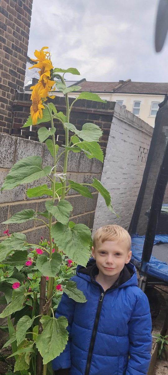 StarksField's tweet image. Look at the amazing sunflowers grown by Kevin in Year 4!