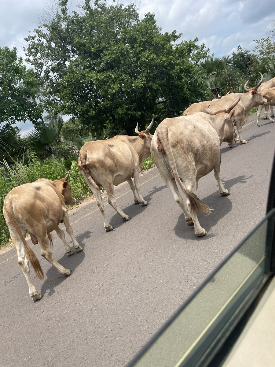 Gambia is too much of poverty  🙏 we always need help from other country 🌧️⛈️