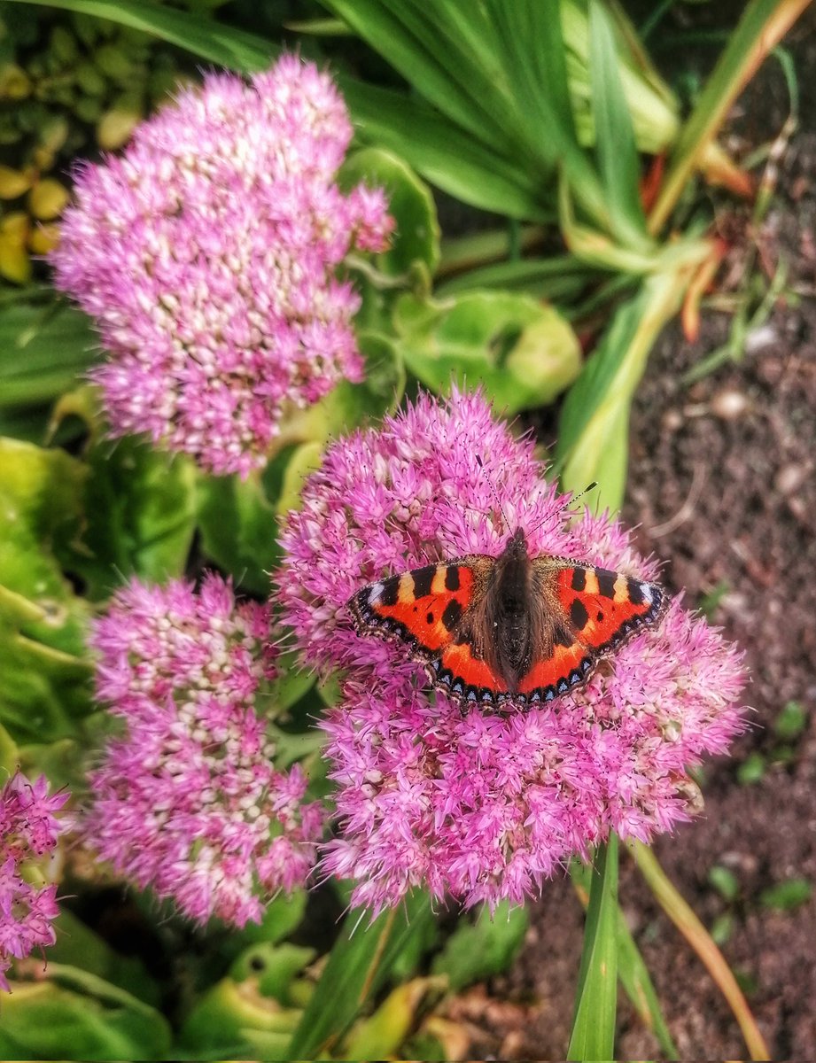 Nature at its best
#naturephotography #photography #disabledphotographer #lovephotography #lovenature #Butterflies #floralphotography #butterflyphotography