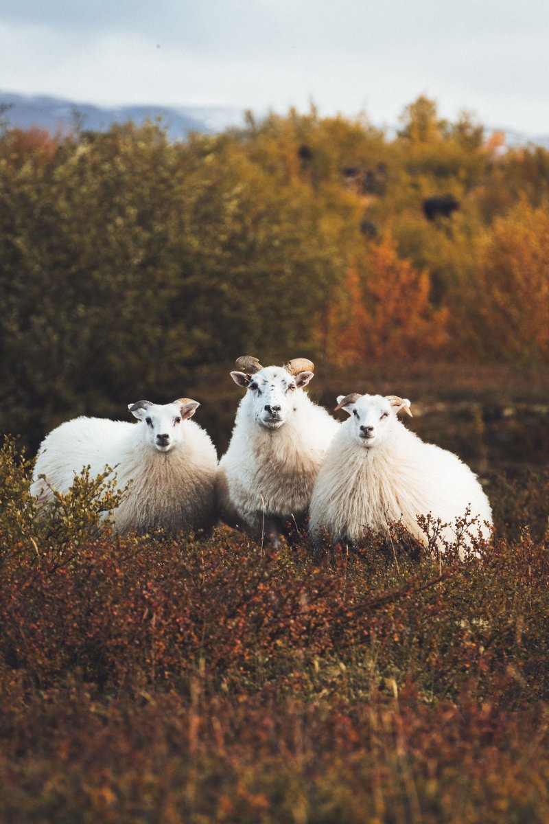 These Icelandic locals are pleased to report that it's Réttir time of year! 🐑
We highly recommend seeing a réttir if you happen to be in #Iceland! #inspiredbyiceland

Read more about Réttir - inspiredbyiceland.com/life/rettir-ti…