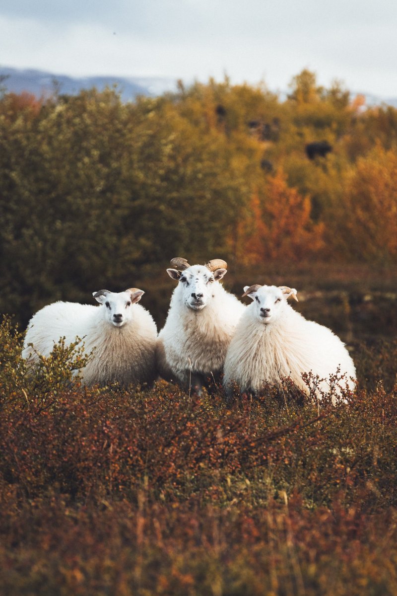 These Icelandic locals are pleased to report that it's Réttir time of year! 🐑 We highly recommend seeing a réttir if you happen to be in #Iceland! #inspiredbyiceland Read more about Réttir - inspiredbyiceland.com/life/rettir-ti…