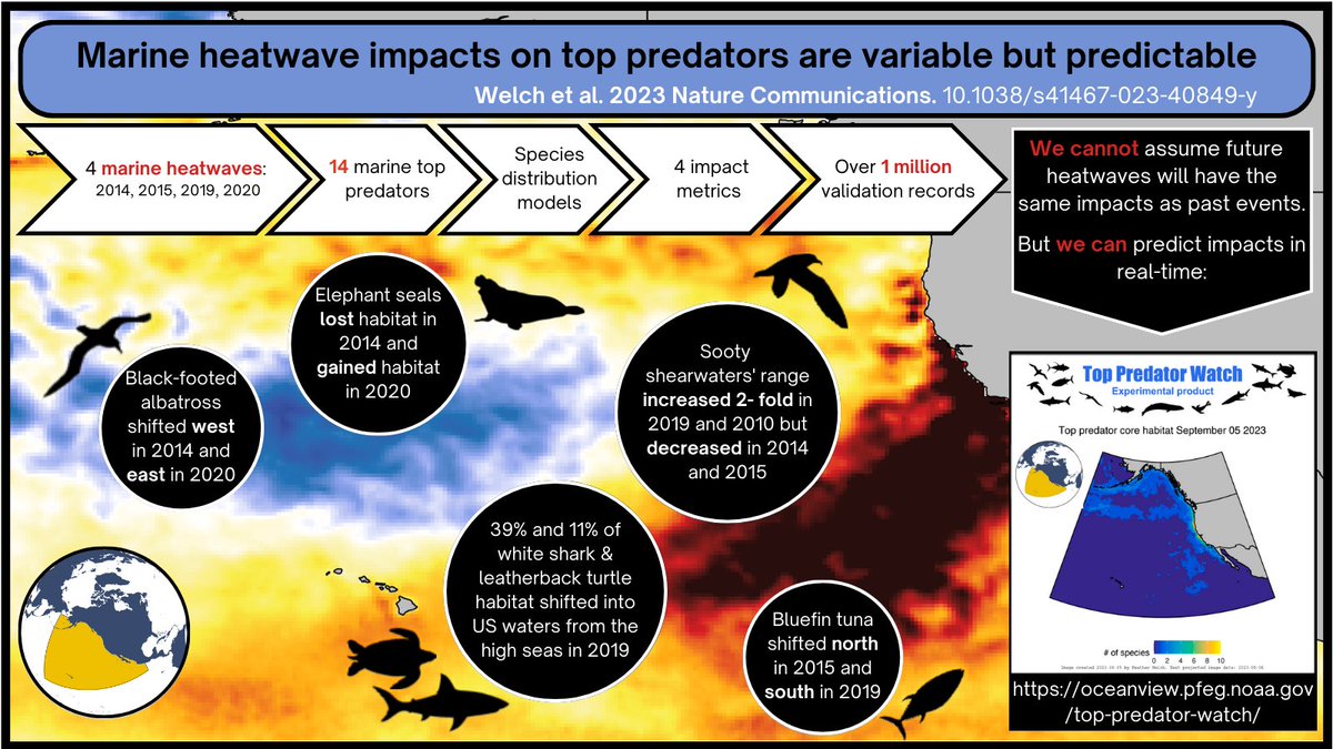 Our new paper in @NatureComms uses a multi-species, multi-heatwave framework to model MHW impacts on marine predators. We find a surprising diversity of impacts across species and MHWs, signaling a need for ecosystem-based investigations of MHW impacts. nature.com/articles/s4146…