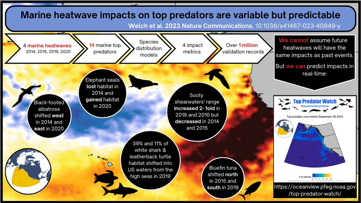 Heather Welch (@heather_m_welch) on Twitter photo Our new paper in <a href="/NatureComms/">Nature Communications</a> uses a multi-species, multi-heatwave framework to model MHW impacts on marine predators.
We find a surprising diversity of impacts across species and MHWs, signaling a need for ecosystem-based investigations of MHW impacts.
nature.com/articles/s4146… Our new paper in <a href="/NatureComms/">Nature Communications</a> uses a multi-species, multi-heatwave framework to model MHW impacts on marine predators.
We find a surprising diversity of impacts across species and MHWs, signaling a need for ecosystem-based investigations of MHW impacts.
nature.com/articles/s4146…