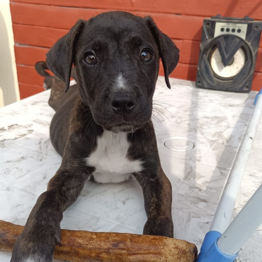 AlertaMePerdi's tweet photo. #PERDIDO  #GUAYAQUIL
Nombre: #DEIMOS
Fecha: 04/09/23
Sector: Norte, Kennedy Vieja, calle G y Av. 3era. oeste
Sexo: Macho
Raza: Pitbull Cruzado
Obsv.: Mancha blanca en pecho
Contacto: 0991061030
¡Ayúdalo a volver con su familia!
#AlertaMePerdí https://t.co/Si3xb5lngE