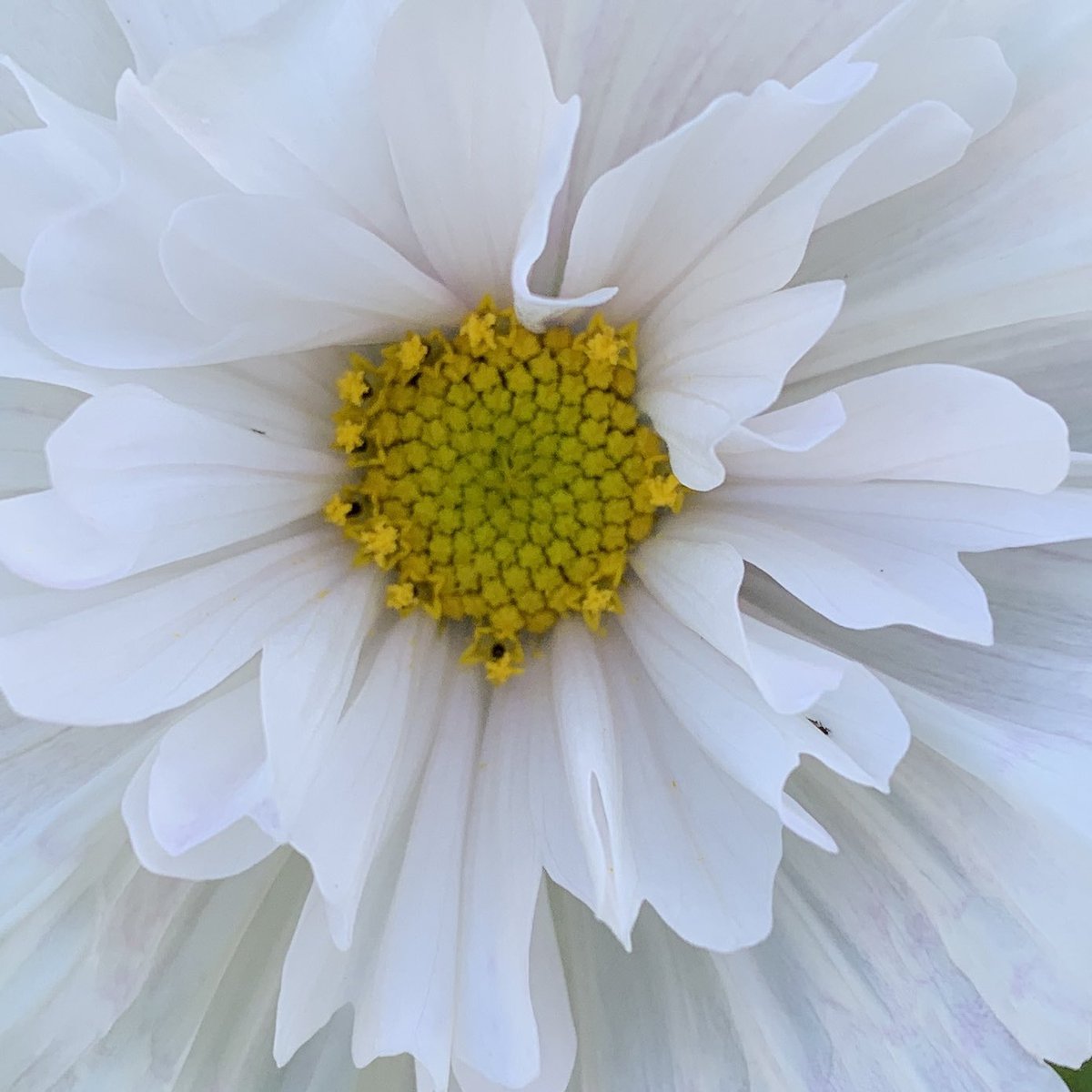 PLACE Collective tweet media