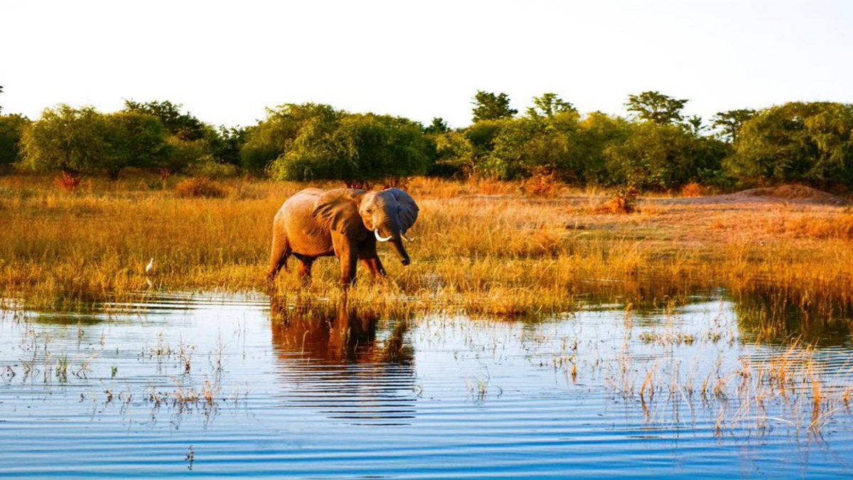 Yesterday's #WhereTaken Puzzle 190 answer was ZIMBABWE

Common first guesses:
POLAND, ALBANIA

The most common incorrect guess: POLAND

1️⃣ 🟦 1%
2️⃣ 🟦 4%
3️⃣ 🟦🟦 9%
4️⃣ 🟦🟦🟦 16%
5️⃣ 🟦🟦🟦 20%
6️⃣ 🟦🟦🟦 18%
❌ 🟦🟦🟦🟦 31%

wheretaken.teuteuf.fr