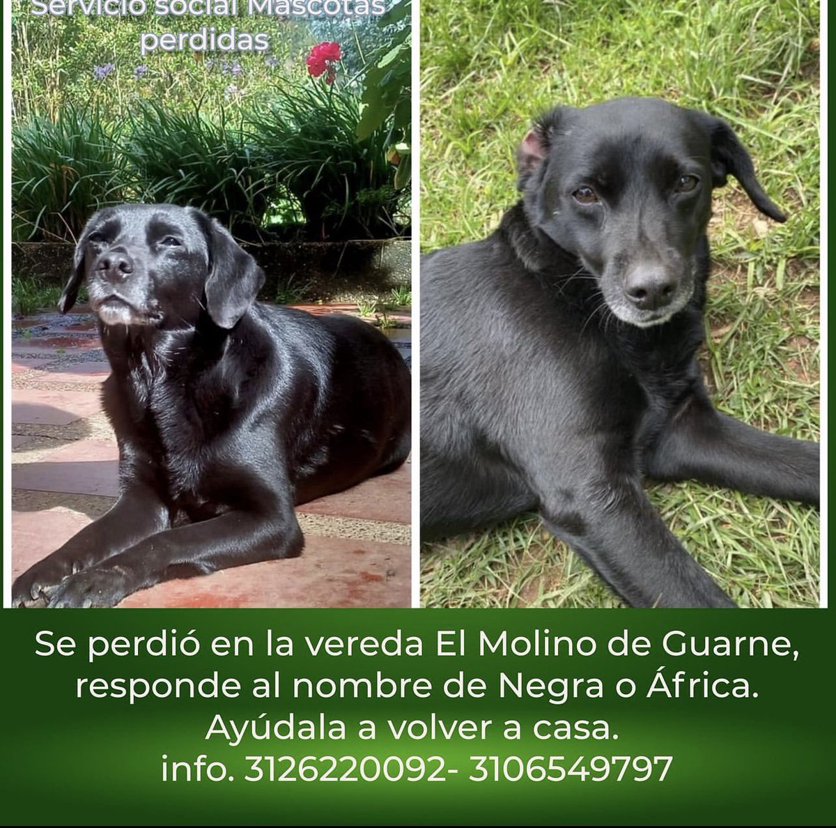 markennnnn's tweet image. Buenos días, en el municipio de Guarne, Antioquia, estamos buscando África. Agradecemos difusión. Cualquier información pueden comunicarse con los números en la imágen. #Guarne