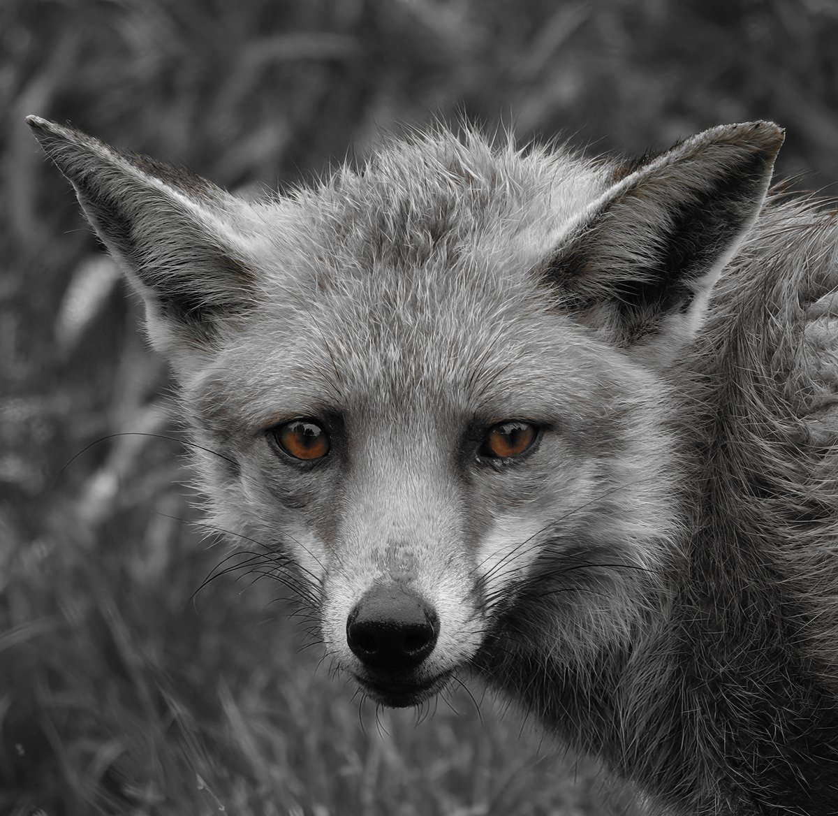 Red fox in black and white apart from those amazing eyes. #FoxOfTheDay #fox #wildlife #wildlifephotography #nature #photooftheday #TwitterNatureCommunity #BBCWildlifePOTD @ThePhotoHour @wildlifemag @Britnatureguide @Team4Nature @NatureUK #RedFox