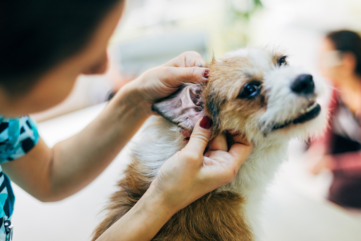 SoloPerros3's tweet photo. Cómo Limpiar las Orejas de tu Perro: Guía paso a paso https://t.co/98e9O9iHPM
#perros #salud #mascotas https://t.co/PM15fvDCLS