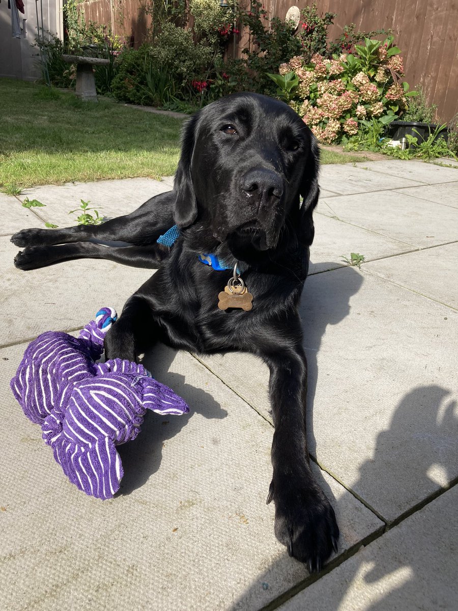 WelshPurpleTree's tweet photo. Look at this handsome boy. This is trainee guide dog Zeb, he’s staying with us for a few days @guidedogscymru #traineeGuideDog #guidedogsUK https://t.co/aSEF3bhCyT