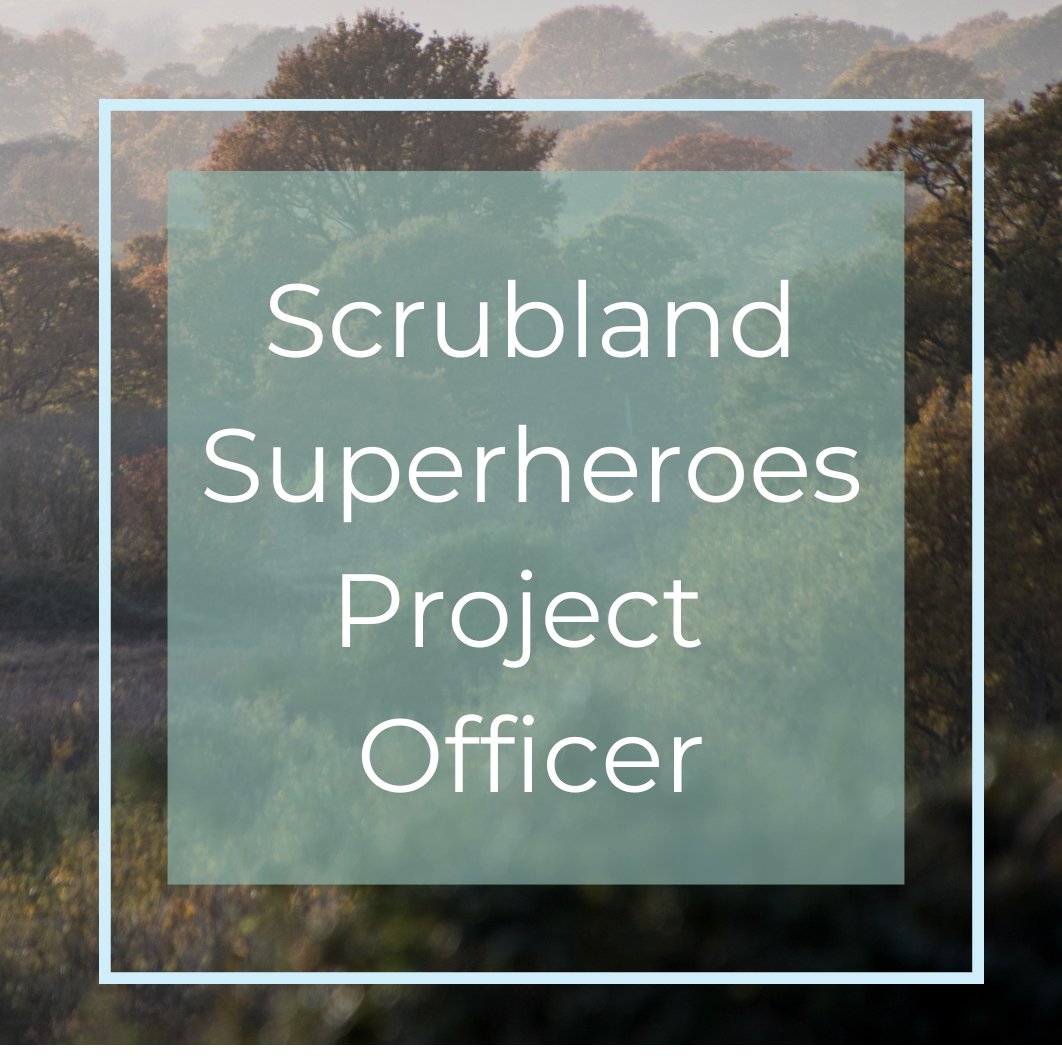 KneppWildlandFd's tweet image. Become our first Scrubland Superheroes Project Officer, creating  habitats across the @wealdtowaves corridor to reintroduce red-backed shrike &amp;amp; boost numbers of nightingales, turtle doves and cuckoos. Apply by 25 Sept. PT Role funded by @naturalengland &amp;amp; based at @kneppwilding