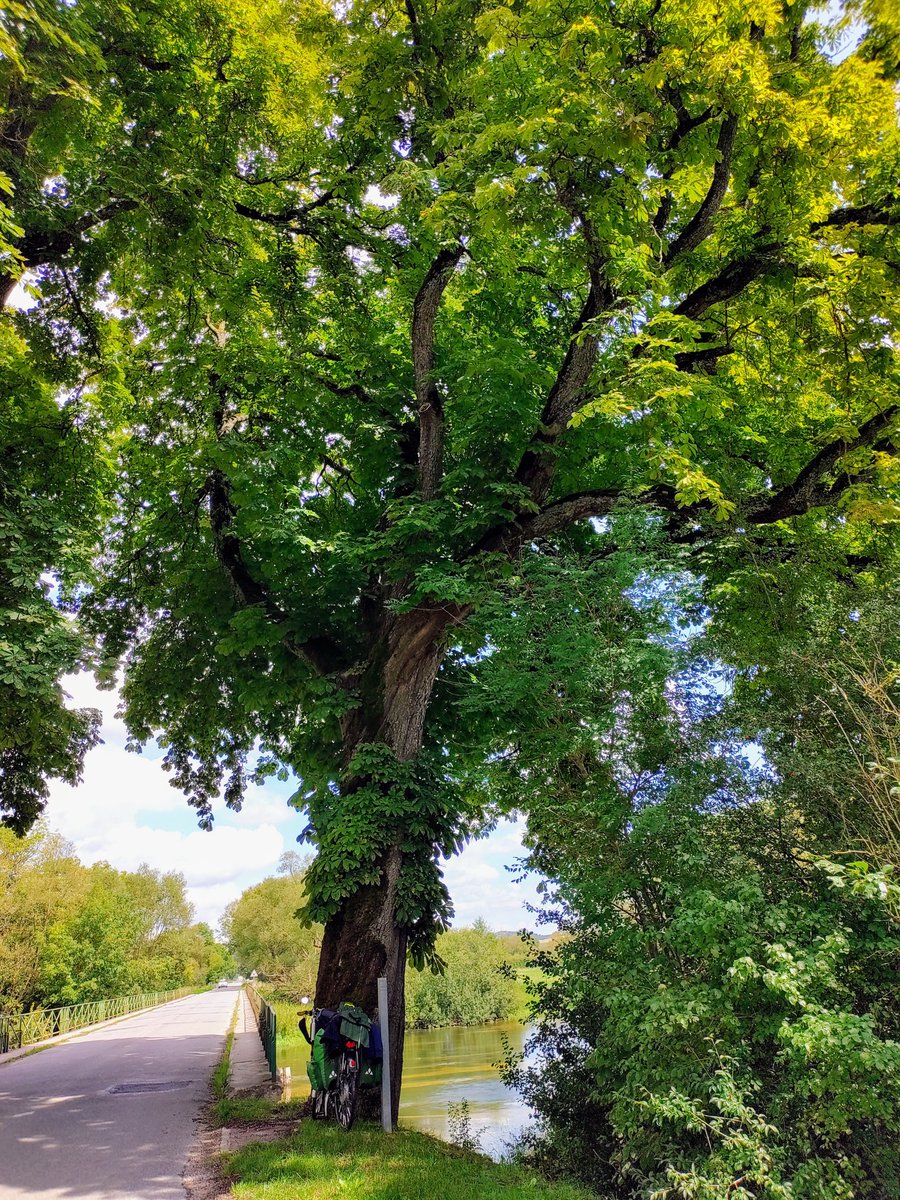 StephaneNature's tweet photo. Have a great #Thicktrunktuesday 🌳🏞️🚵♂️🏕️🌞
#TreeRide #Trees #France #Seine #Nature #Climate
#PeaceInFreedom #RussiaIsATerroristState https://t.co/Lz6c9NP6e1