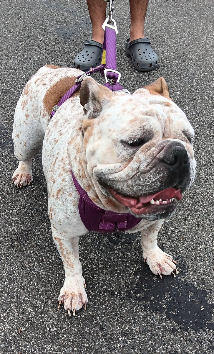 iTravelDigest's tweet image. Tuesday mood #dogsofnewyork