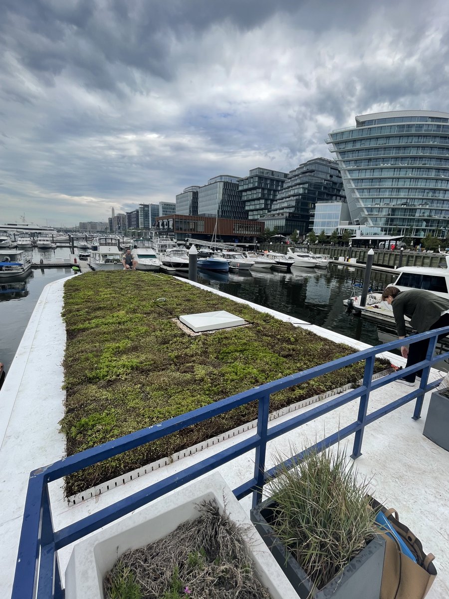 DOEE_DC's tweet photo. Our Watershed Protection Division made waves helping complete a #greenroof project on a #houseboat! ⛵️

There's 624 sq ft of green roof which manages/cleans approx. 750 gals of stormwater/day! 🤯

Dive into #RiverSmart; tell your piers:
https://t.co/6VUkSC9e2L

(puns intended 😎) https://t.co/6qVYGlNWF9