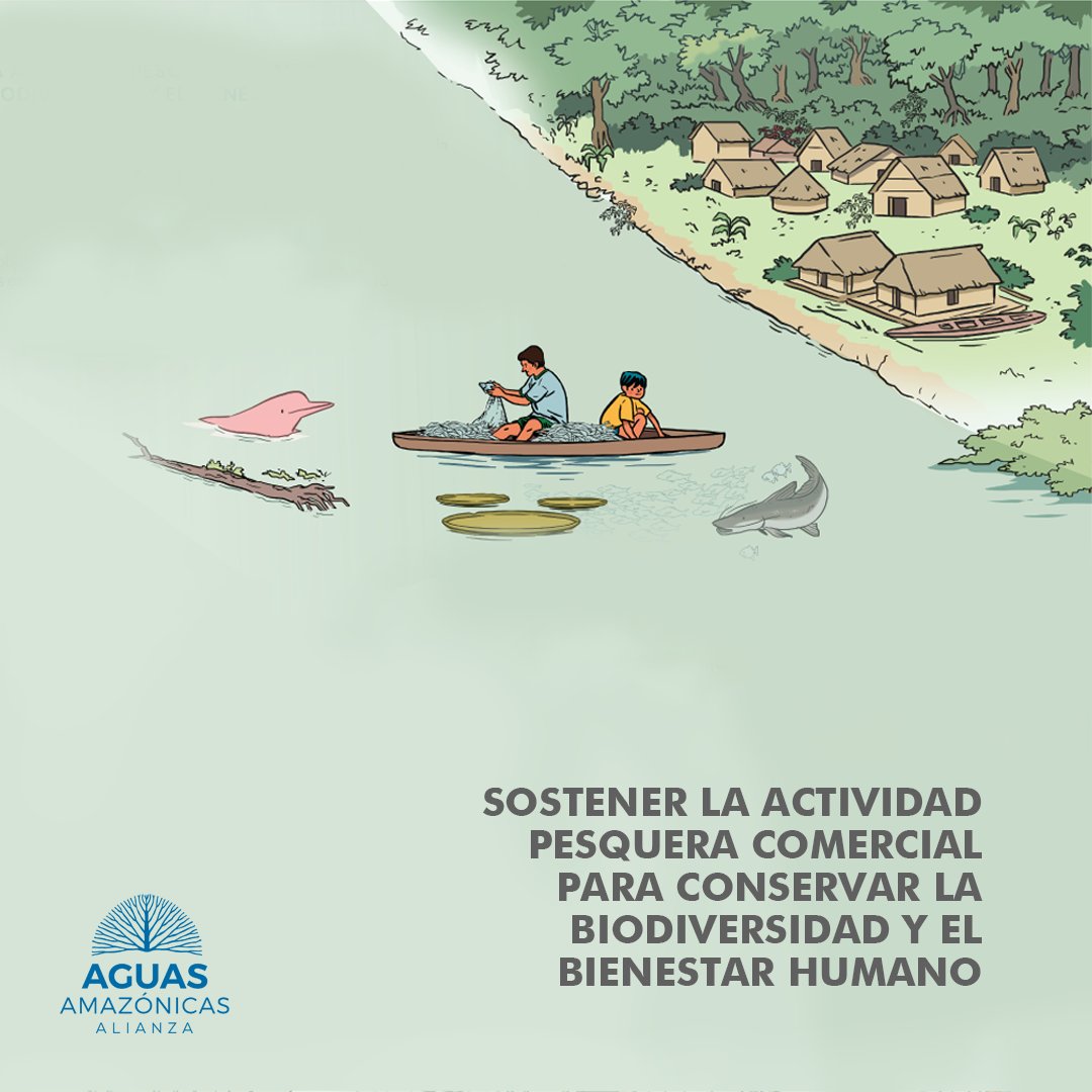 aguasamazonicas's tweet image. 1/2 Sobreexplotar especies de peces migratorios para la pesca comercial en la Amazonía es una mala decisión ecológica y económica. Abrimos hilo 🧵🐟
#ConectandoVidas #DíaDeLaAmazonía #AmazonDay