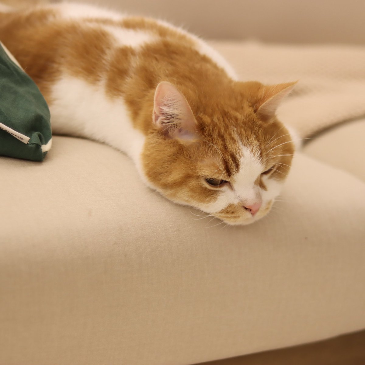 괴생명체 등장! 고양이인가 지렁이인가!