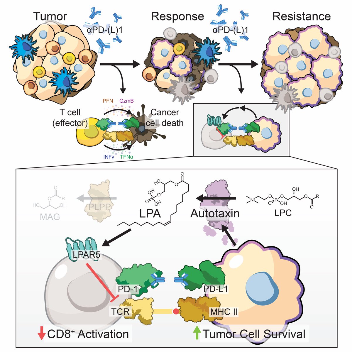 Excited to announce that this manuscript is officially out in the latest issue of JCI! Thanks again to all the coauthors and of course to my postdoc mentor Don Gibbons for his continual support! The model figure from these studies: