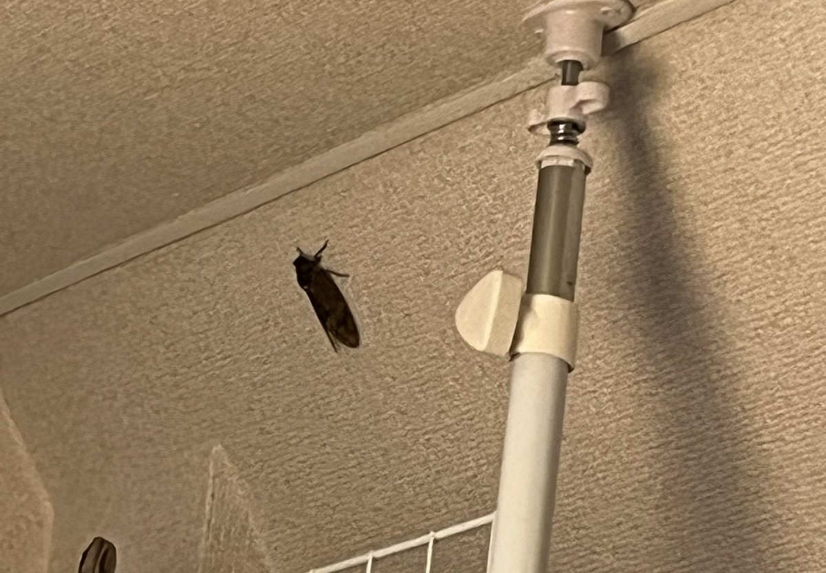 chisato_1995's tweet photo. 部屋にセミいんだけど😨(あってよかったプラコップ) https://t.co/200DpWJFbA