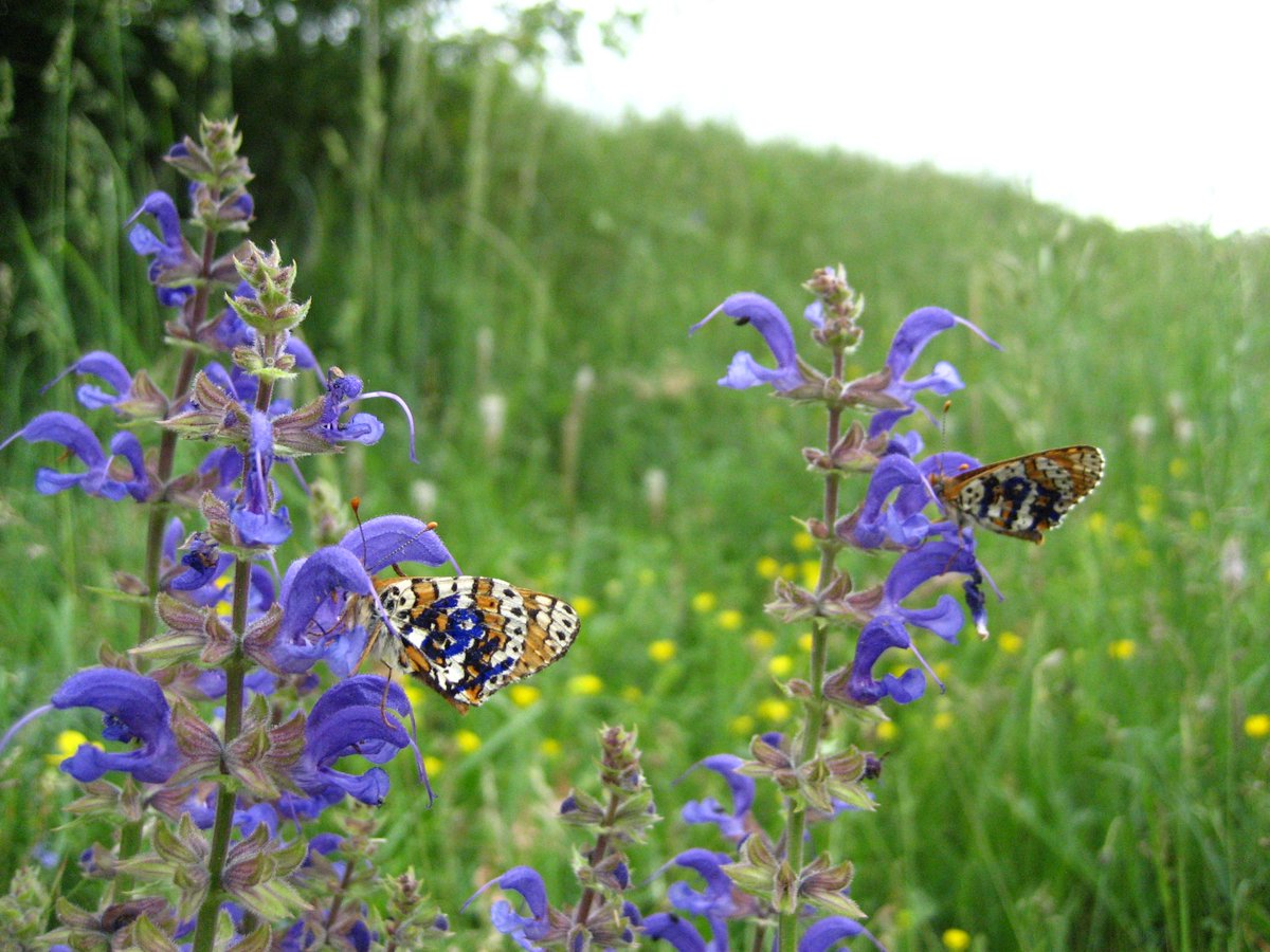 Looking for a postdoc, interested in butterfly population genomics? I'm looking for someone to write a grant with me, applying for a 2 year postdoc analyzing a wide assortment of genomic data from diverse species. Interested? email soon, I'm ready to write!