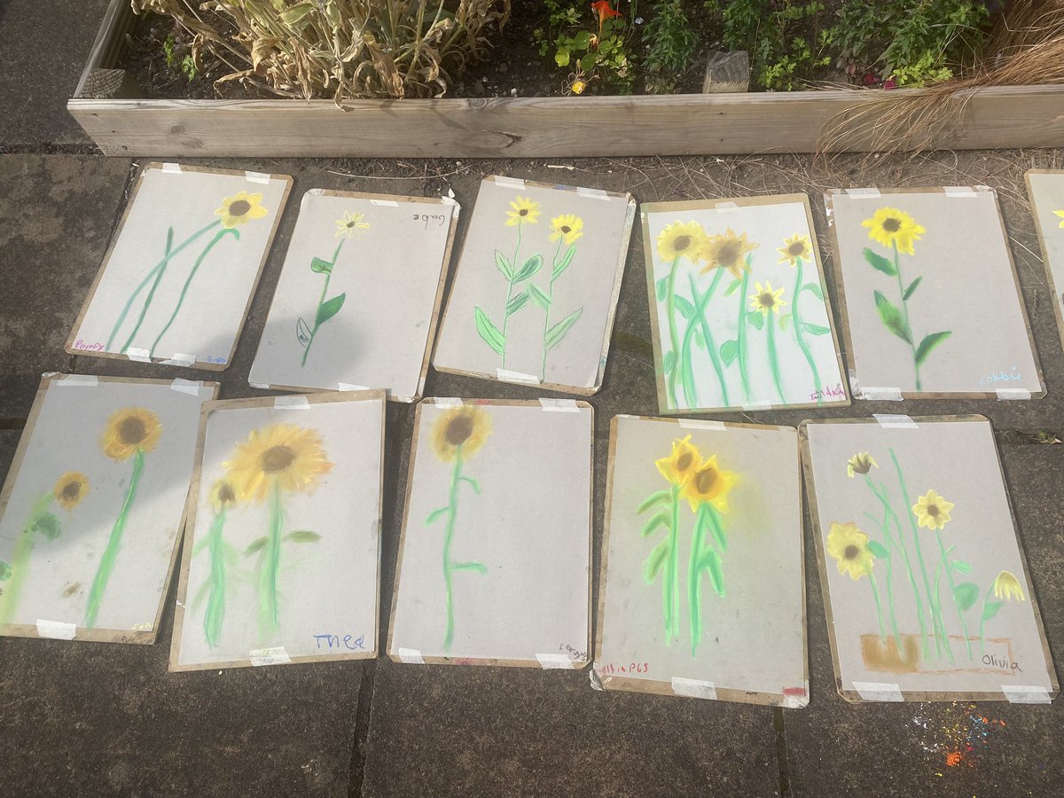 Feeling very lucky to have this garden as an extension of my classroom! P6 are making the most of the lovely weather drawing the beautiful sunflowers 🌻🌻 #outdoorlearning #drawing #primary #art
