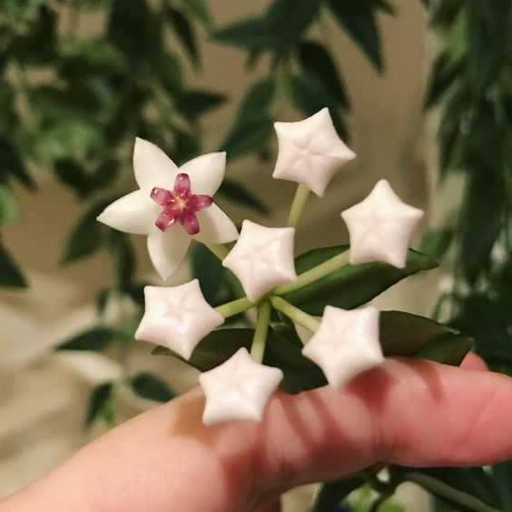 lavieestbelIe's tweet photo. Star shaped flowers https://t.co/KNMuTKOBBc