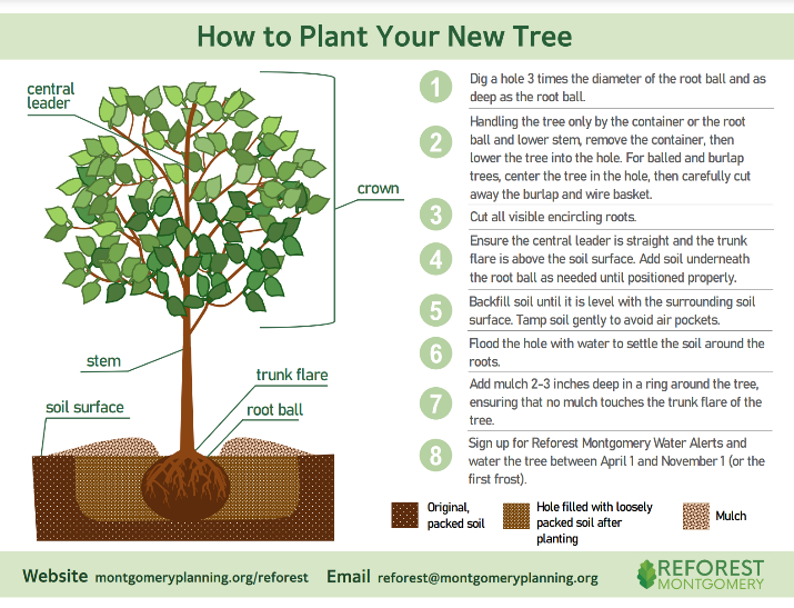 Planning on planting a tree this fall? You can get a discount using Reforest Montgomery’s $50 coupon to purchase a native tree from a local nursery. Our Reforest Montgomery program also offers a tree planting guide to help you plant the tree yourself. bit.ly/3XDlGUg