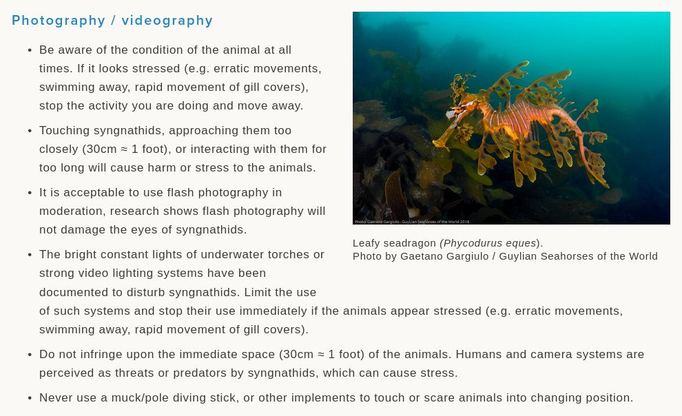 Syngnathids are not a toy!!

Please check the Code of Conduct and Best Practices for for observing, photographing, or filming #seahorses, #pipefishes, #pipehorses, and #seadragons (#syngnathid fishes) in the wild elaborated by <a href="/IUCNSeahorse/">IUCN Seahorse, Pipefish & Seadragon</a> 

iucn-seahorse.org/tourism-statem…