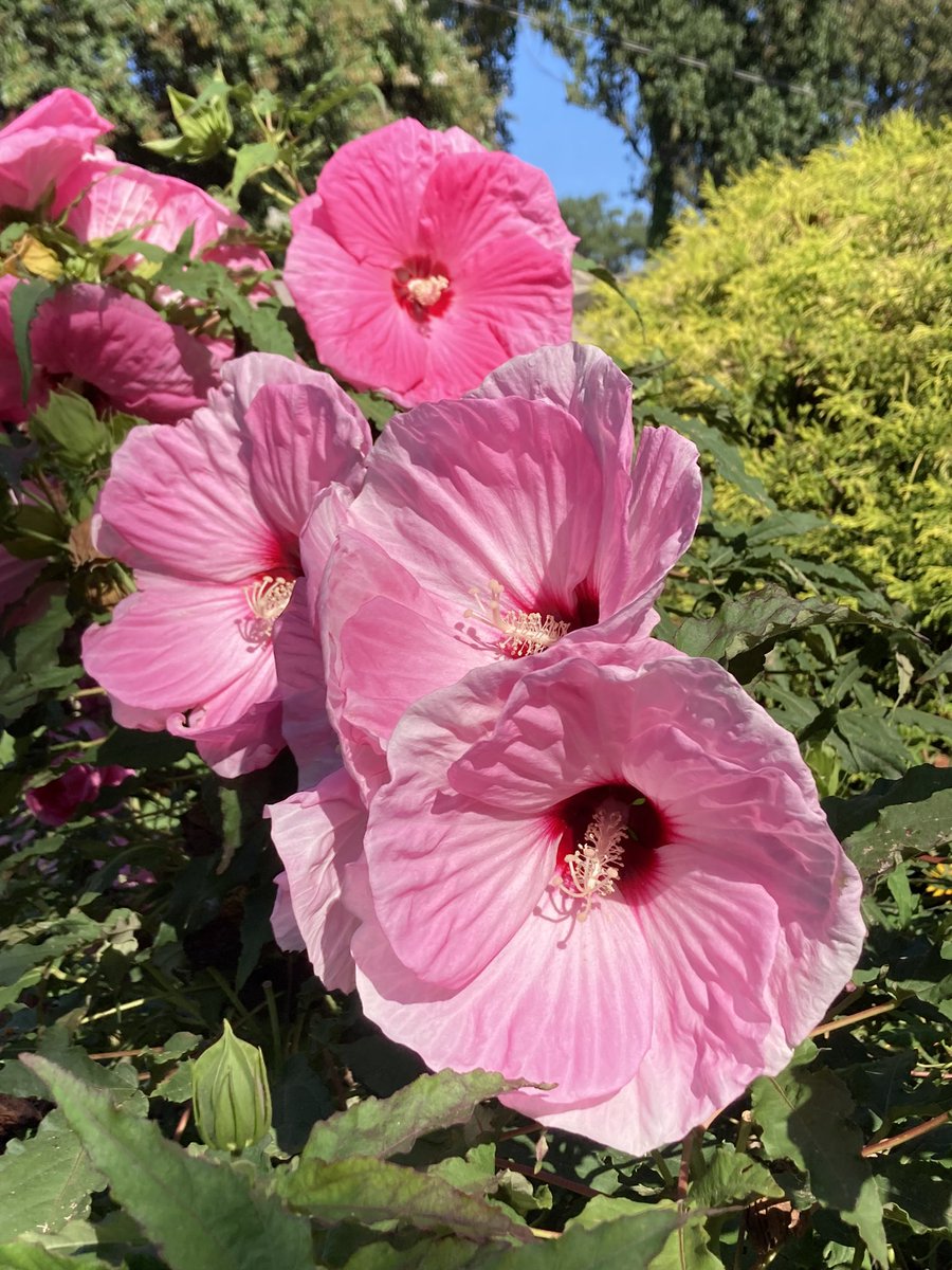 CollieCrusader's tweet photo. It’s a hot 🥵 one so I didn’t stay outside for long but I had to inspect 🔍 the liriope and hibiscus 🌺
#collieflower #liriope #monkeygrass #collie https://t.co/px7nVwiVFH