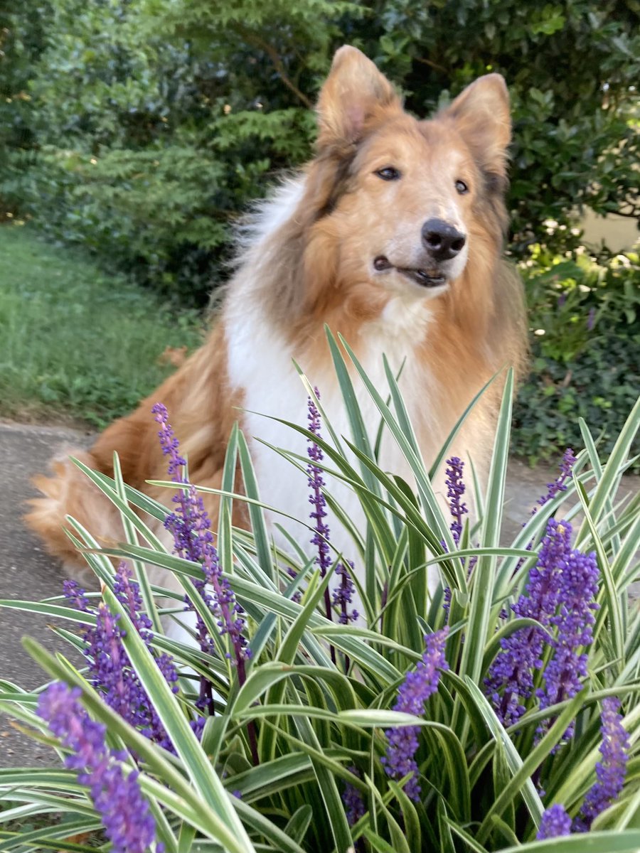 CollieCrusader's tweet photo. It’s a hot 🥵 one so I didn’t stay outside for long but I had to inspect 🔍 the liriope and hibiscus 🌺
#collieflower #liriope #monkeygrass #collie https://t.co/px7nVwiVFH