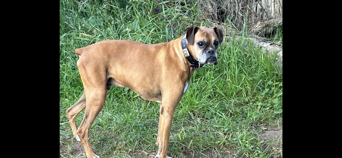 Flinner's tweet photo. @karaheward @dtcb67 @PennySpalpeen @HankBoxerdog @TaterSpeck @TaniaMariaWelch @bluezed2003 I feel your pain Lara, be kind to yourself, lost the love of my life Jackson a week ago from a right ventricle heart issue and I miss him so much♥️ https://t.co/bsLBZo4pIo