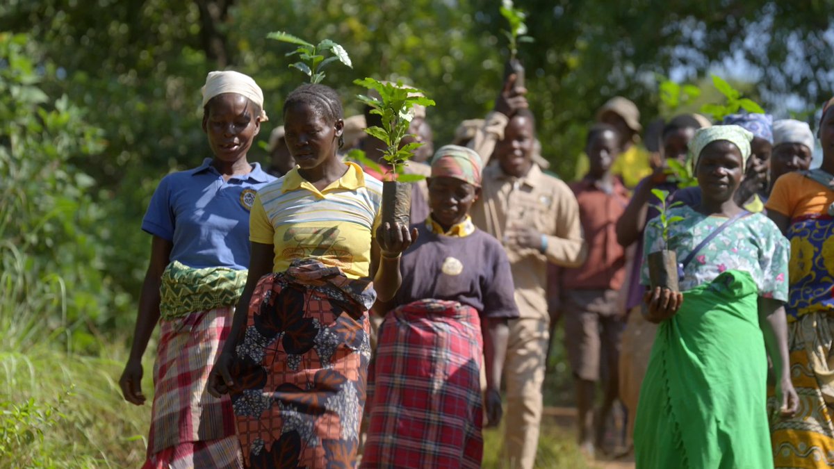 In Mozambique, farmers at @GorongosaPark are using shade-grown coffee to help save a rainforest and the wildlife that depend on it. Learn how coffee can boost biodiversity in the latest episode of our series #WildHope. wildhope.tv/episode/coffee…