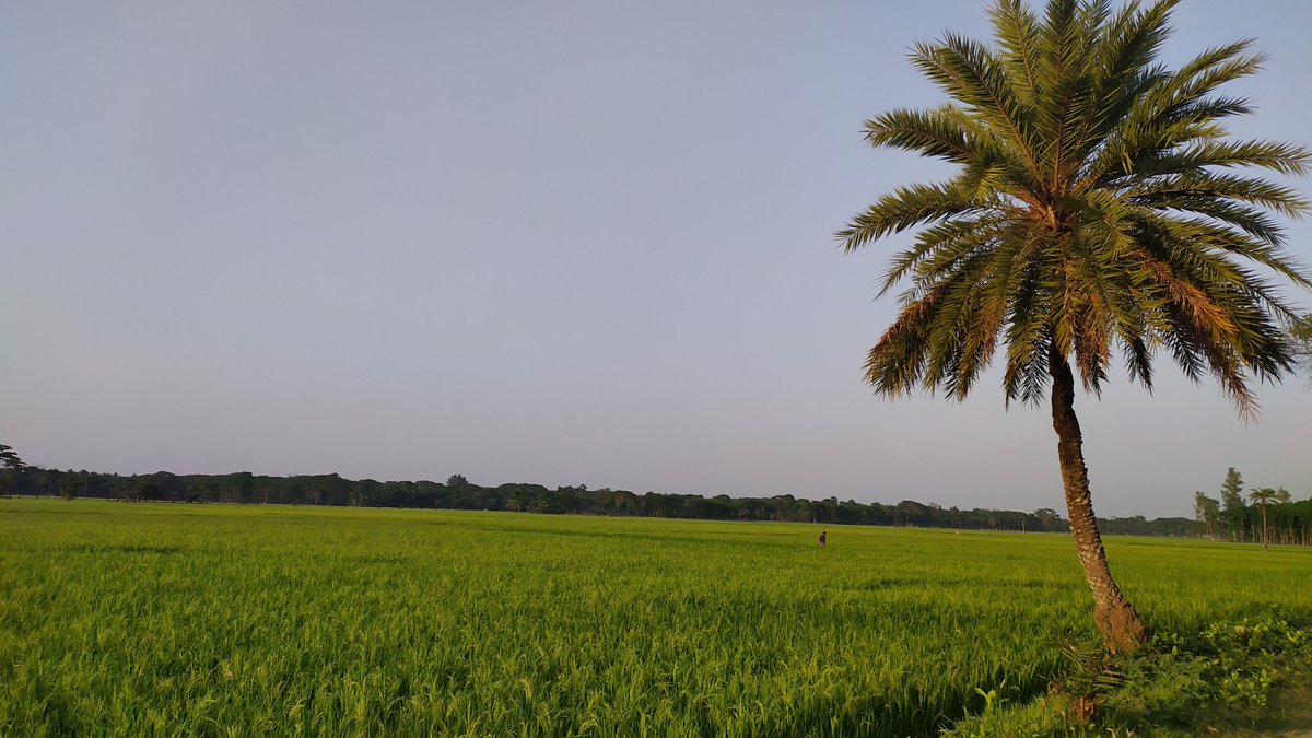 AhsanAronno's tweet photo. Clicked by 📱📱📱
👌👌✌️✌️✌️
#photography #PHOTOS #photo #photographylovers #nature #NaturePhotography #NaturalBeauty #Amazing #awesome #Bangladesh #LovelyPhotograph #PaddyField #DateTree https://t.co/KrM2FUq61d