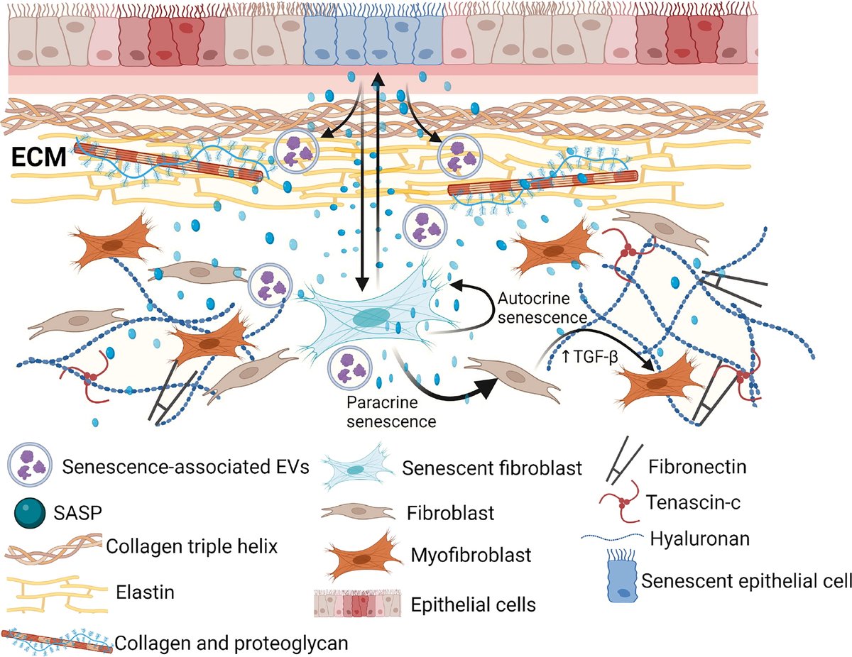 Sink your teeth into a fascinating piece out of @OhioStateMed The aged extracellular matrix and the profibrotic role of senescence-associated secretory phenotype: ow.ly/4cLH50PH0aI #Aging #PulmonaryFibrosis #SASP