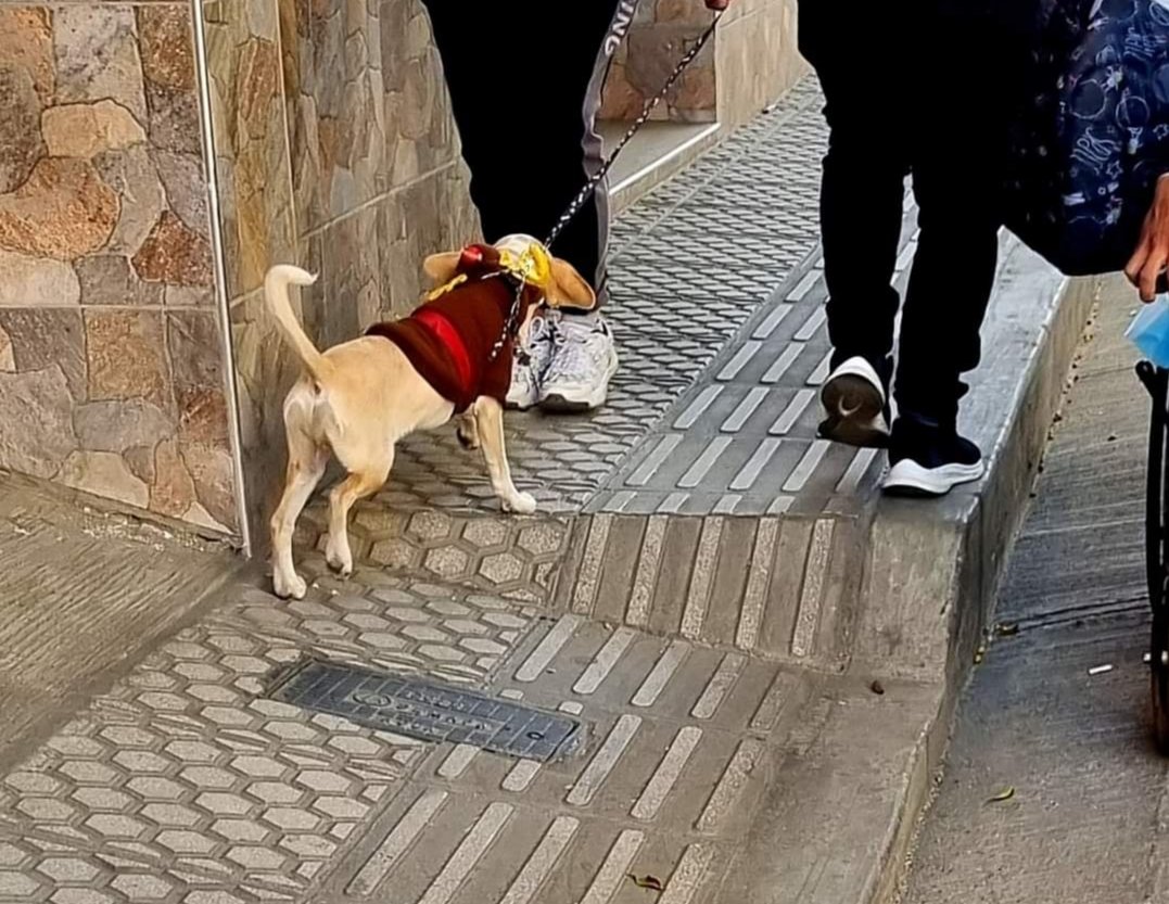360Cbba's tweet photo. @ManfredBolivia Incluyes a unos, pero perjudicas a otros. El tramado y las ramplas están mal hechos, ya se te hizo notar antes, pero no te importó.  ¿Por qué "le metiste nomas"?, en algún momento se sabrá 
Necesitamos mejorar si, pero no así #Cochabamba @gam_cochabamba 
(📷 Alejandro Cabero) https://t.co/QGrCNEkRy2