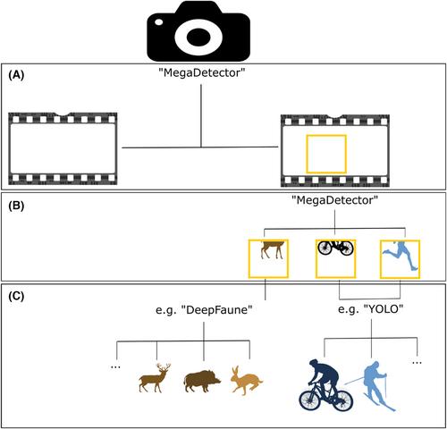 Wild_Ecol_Cons's tweet photo. NEW PAPER π
How can we best quantify human-wildlife activities in protected areas?
#Cameratraps combined with object detection models (#MegaDetector) show promise! With our friends in Bayreuth we evaluated how this method supports long-term monitoring:
https://t.co/9XBCDVVSAP https://t.co/WQxq1nuHiO