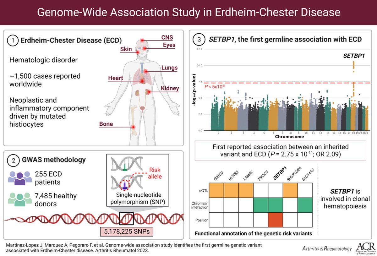 HI_Lab_NCL's tweet photo. We are very happy to have been involved in this worldwide, genome-wide study of Erdheim Chester Disease. Demonstrating that germline genetic variants can impact on the development of ECD and suggesting new pathways with a potential pathogenic role. https://t.co/6aabbHiSdI https://t.co/ULZMDUDuDT
