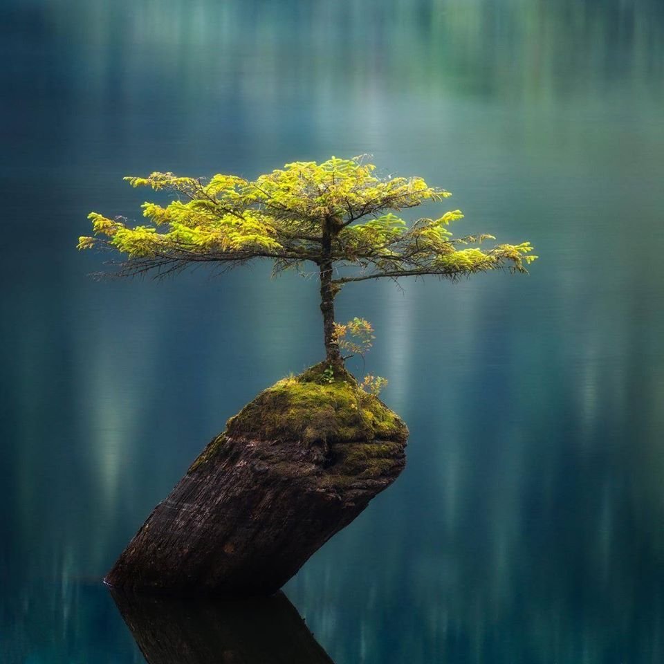 MsCiencia2's tweet photo. Un pequeño árbol crece en un tronco sumergido en Fairy Lake. https://t.co/qXRwOfdQOE