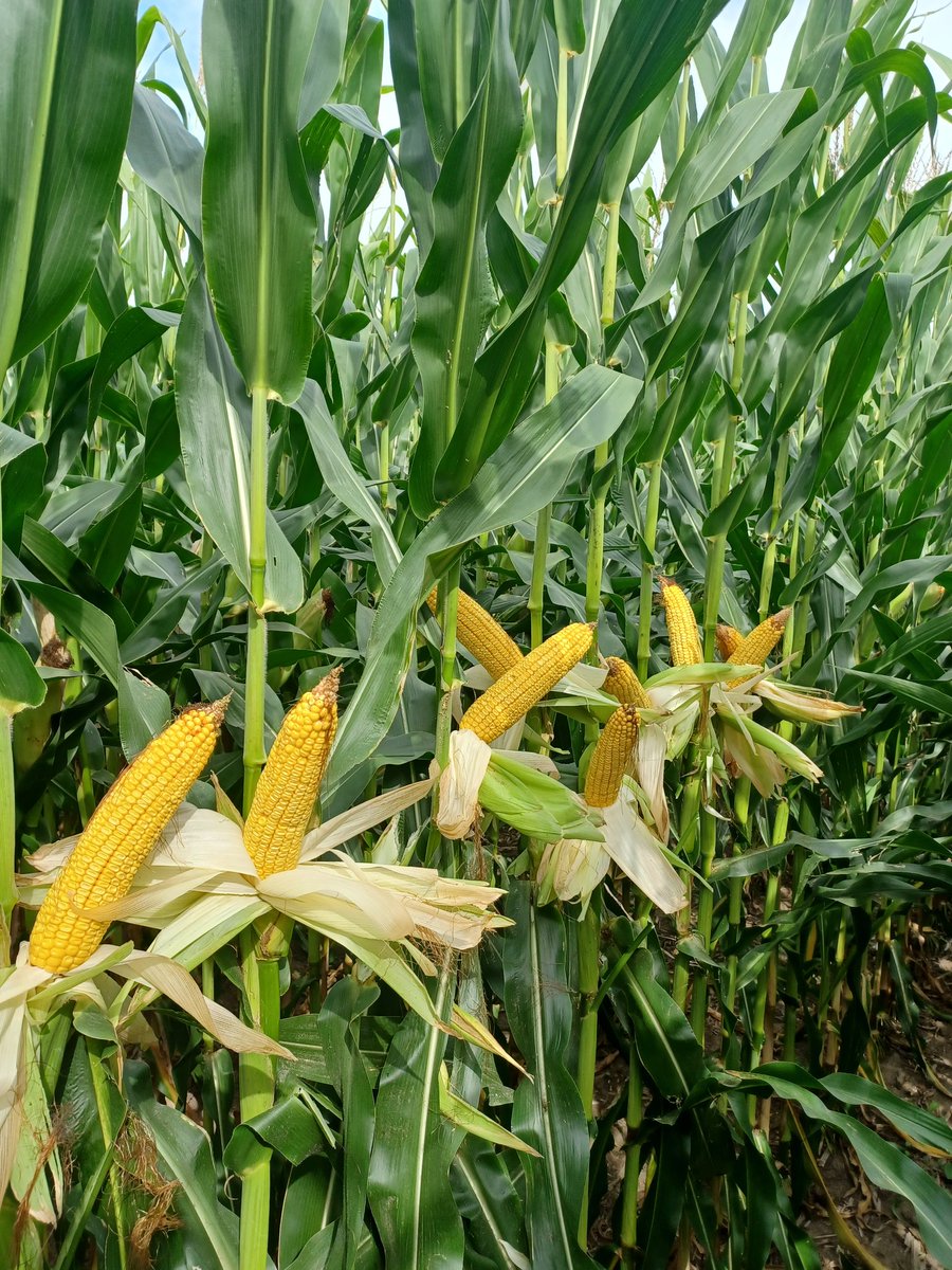 matt_speckman's tweet photo. One of the areas that did catch a rain.... @AgriGold 106 Day, 1/2 milk line and stalks as healthy as can be! #NWIL https://t.co/Oo0ToOavMd