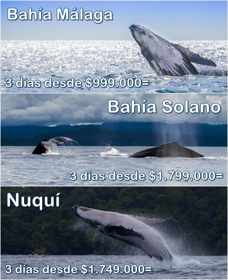BallenasCol's tweet photo. ¡Continuamos de aniversario con más regalos de amor y amistad por las ballenas jorobadas! 💙🐋🇨🇴

👉Bahía Málaga desde Buenaventura x 3 días desde $999.000=
👉Bahía Solano desde Medellín x 3 días desde $1.799.000=
👉Nuquí desde Medellín x 3 días desde $1.749.000=

¡Escríbenos! https://t.co/5s5hvFDUN1
