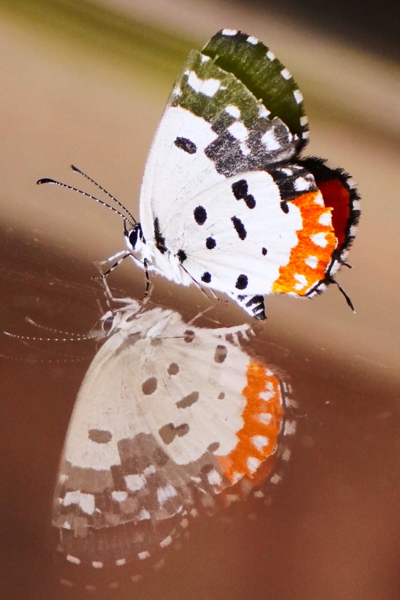 nilsmind's tweet photo. And then there were 2

Or 1

Or less: Only part of a wing

No wonder it'd come indoors, away from the violent world

It’s a gossamer-wing Lycaenid too

Red pierrot, Talicada nyseus
Kodihalli
Sep'23

#butterfliesofindia #nature #citylife #indiaves #TitliTuesdays https://t.co/zGRlvPMes5