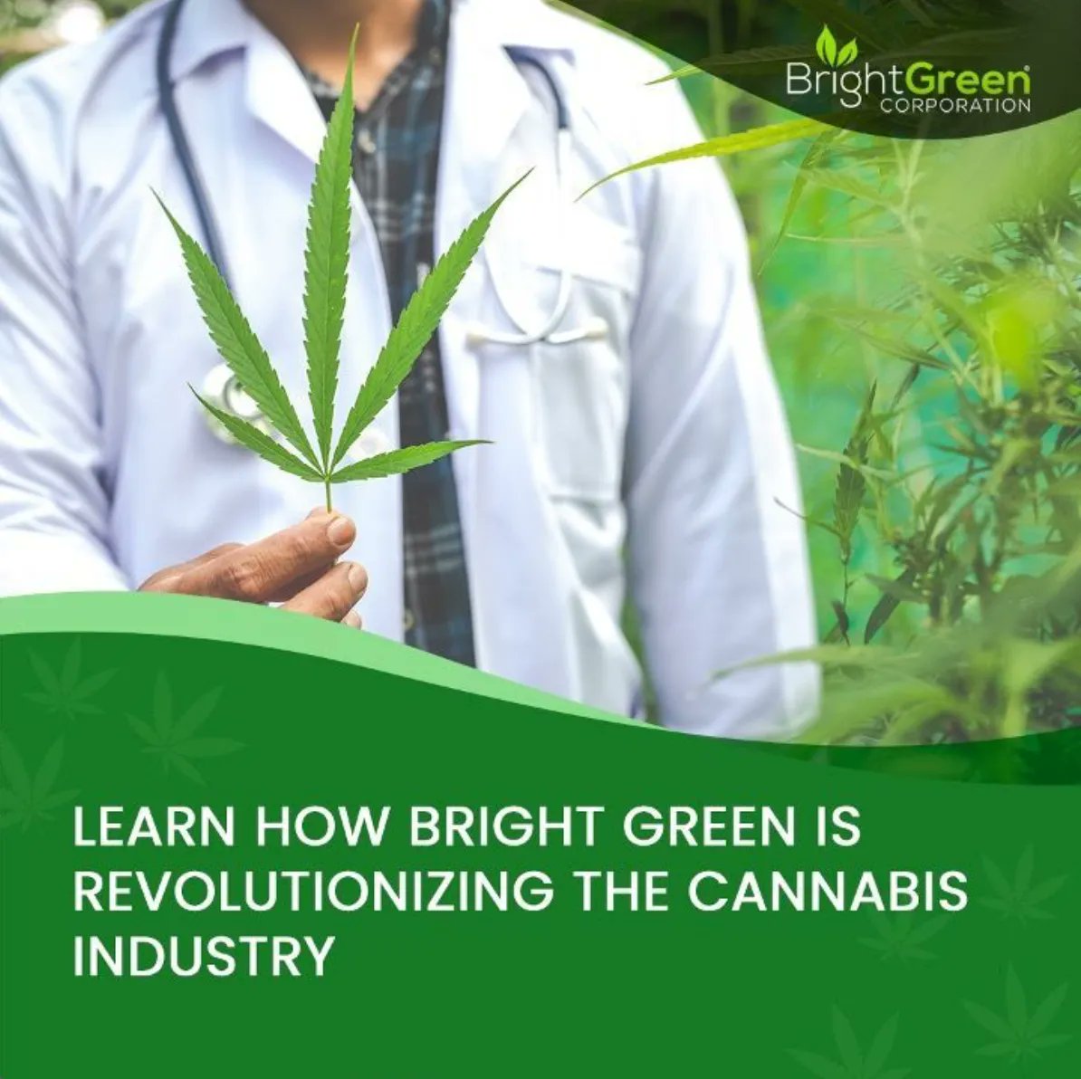 BrightGreenUSA's tweet photo. Learn how Bright Green is revolutionizing the cannabis industry at https://t.co/j31Ojtzw7l . Our mission: is to provide premier cannabis-related products and plant-based therapies for research, pharmaceuticals, and consumers. 

#BrightGreen https://t.co/gNo3uaZvKY