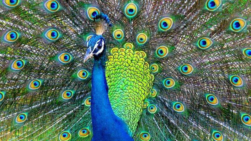 CeylonApex's tweet photo. Exotic Wildlife
Meet Sri Lanka's incredible wildlife! 🐍🦋 Explore lush rainforests and spot colorful birds and unique reptiles. 🦜🌿 #SriLankanWildlife #naturelovers 

... 🤗 ... Safe Travel of Sri Lanka ...❤...

📸Credit to respective owner https://t.co/qahj52Nk3G