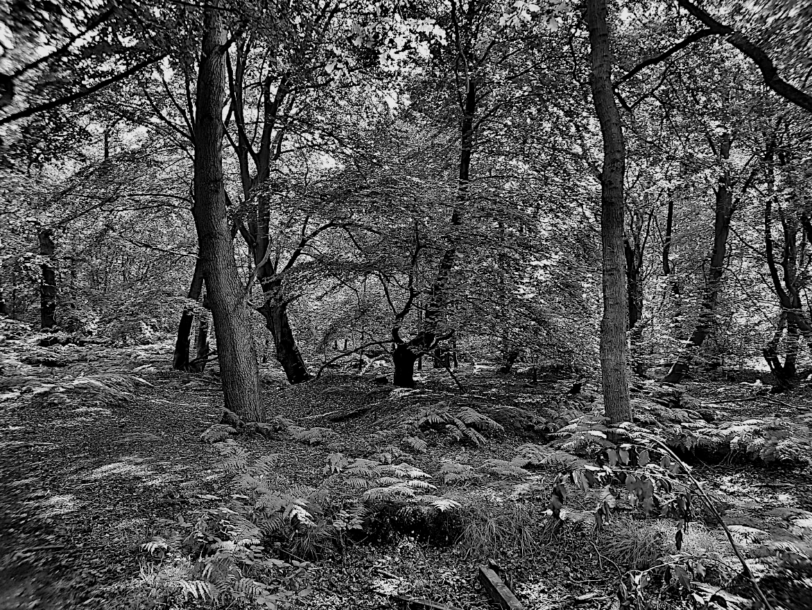 HooklandGuide's tweet photo. I distrust those who dislike wood-walking. For woods are feral border to the fantastic. To be off the path in one is not only to be on the threshold of adventure, but a wandering out of time into the clockless eerie where all manner of the mythic may be met. – #CLNolan https://t.co/4B7GlC1eAQ