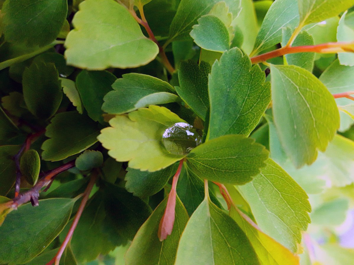 FlorinSumalan's tweet photo. Nature - plants, animals - pictures taken in the past years 

#filmmaker #filmmaking #photography #cinematography #art #artasbeauty #nature #plants #animals #planetearth https://t.co/0uQdIRkmI5