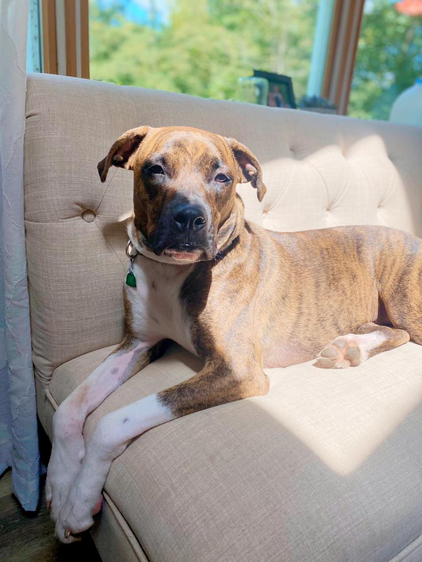 TheSatoProject's tweet photo. You may remember when we rescued Clark last year.  He was very weak and sick. 
Slowly but steady, he gained strength and improved after months in our care. Clark flew to NY last August.
Check out his transformation below, he's all grown up!
#howlingsuccess #satostrong https://t.co/5Xu05tUkO3