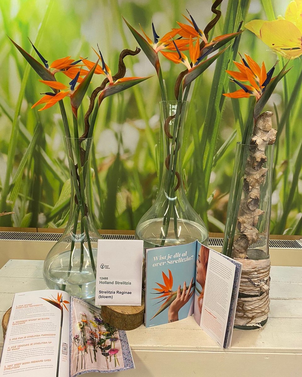 RolandDuyv's tweet photo. Morgenochtend staan opnieuw onze Strelitzia bloemen op de bloemenklok op @FloraHolland in Aalsmeer. Uiteraard staan ze nu al te koop in de #klokvoorverkoop. #exporteurs #bloemisten #strelitzia #wedoenonsbest ๐ช๐ https://t.co/sgBLNX7dKp