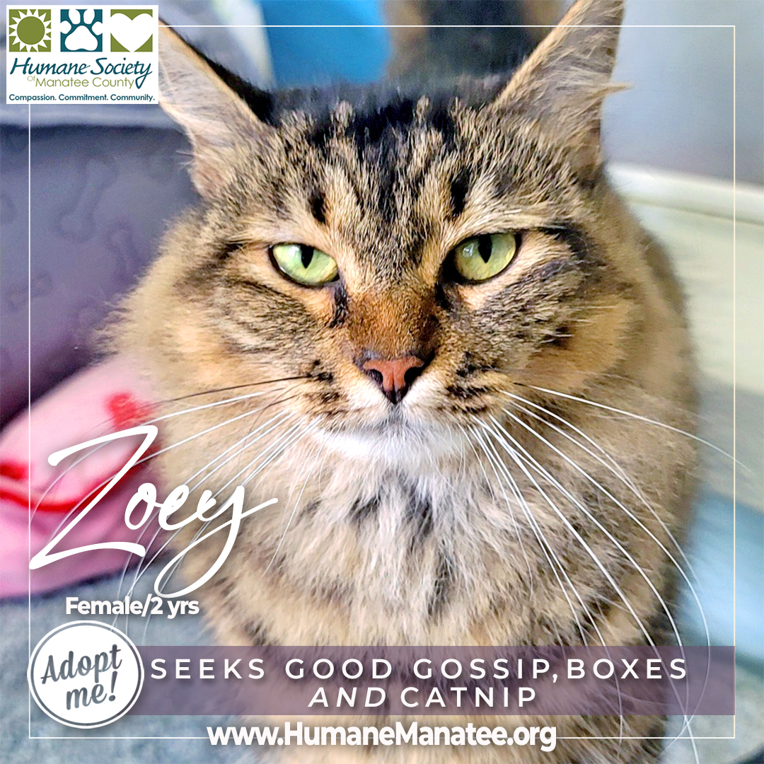 Humane Soc. Manatee tweet media