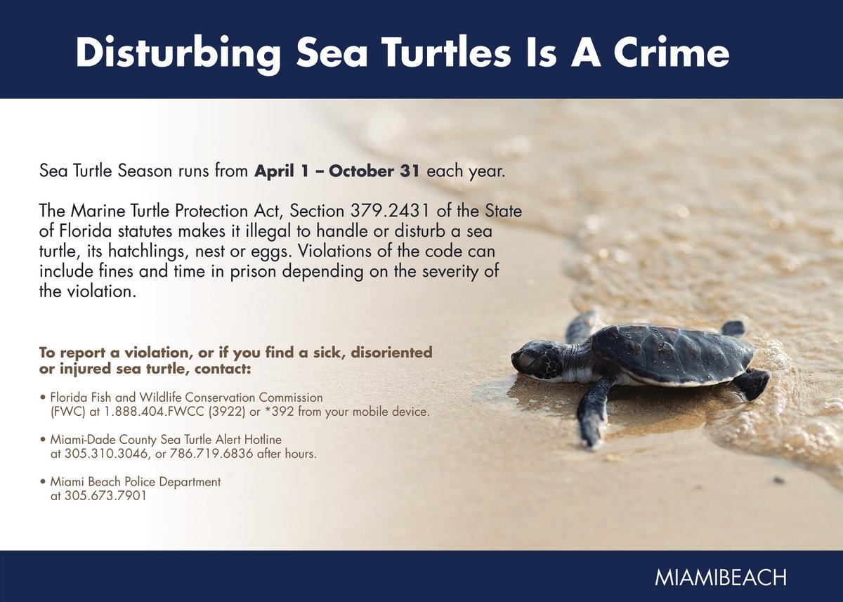 Disturbing sea turtles is a crime. Sea turtle season runs from April 1 - October 31 each year.

The Marine Turtle Protection Act, Section 379.2431 of the State of Florida statutes makes it illegal to handle or disturb a sea turtle, its hatchlings, nest or eggs.